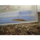 Pungtungia herzi Herzenstein, 1892