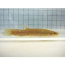 Lefua echigonia Jordan et Richardson, 1907