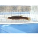 Lefua echigonia Jordan et Richardson, 1907