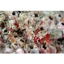 Neosynchiropus ijimae (Jordan et Thompson, 1914)