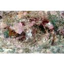 Neosynchiropus ijimae (Jordan et Thompson, 1914)