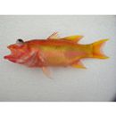 Liopropoma lemniscatum Randall et Taylor, 1988