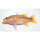 Liopropoma lemniscatum Randall et Taylor, 1988