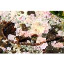 Corythoichthys haematopterus (Bleeker, 1851)