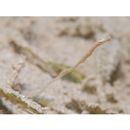 Urocampus nanus Gunther, 1870