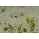 Urocampus nanus Gunther, 1870