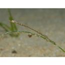 Urocampus nanus Gunther, 1870