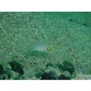 Lethrinus nebulosus (Forsskal, 1775)