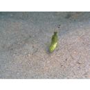 Iniistius pentadactylus (Linnaeus, 1758)