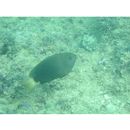 Pomacentrus chrysurus Cuvier, 1830