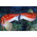 Oxycheilinus orientalis (Gunther, 1862)