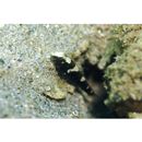 Cryptocentrus maudae Fowler, 1937