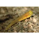 Myersina nigrivirgata Akihito et Meguro, 1983