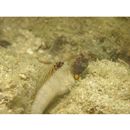 Salarias luctuosus Whitley, 1929