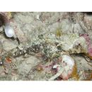 Neosynchiropus morrisoni (Schultz, 1960)