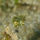 Monacanthidae, indet. gen. & sp