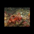 Scorpaenopsis cotticeps Fowler, 1938