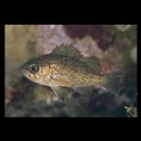 Sebastes ventricosus Temminck et Schlegel, 1843