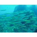 Decapterus muroadsi (Temminck et Schlegel, 1844)