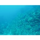 Decapterus muroadsi (Temminck et Schlegel, 1844)