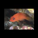 Cephalopholis miniata (Forsskal, 1775)