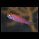 Luzonichthys taeniatus Randall et McCosker, 1992