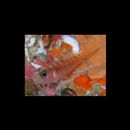 Trimma matsunoi Suzuki, Sakaue et Senou, 2012