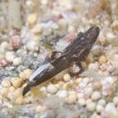 Inegocia ochiaii Imamura, 2010