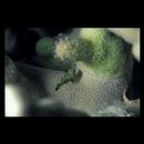 Pterosynchiropus splendidus (Herre, 1927)