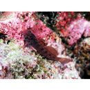 Eviota toshiyuki Greenfield et Randall, 2010