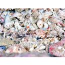 Inegocia ochiaii Imamura, 2010