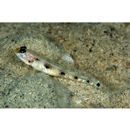 Vanderhorstia sp. 12