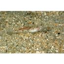 Grallenia lipi Shibukawa et Iwata, 2007