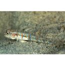 Gobiidae, indeterminate genus et species