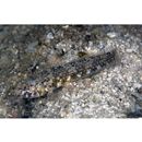 Palutrus meteori (Klausewitz et Zander, 1967)