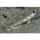 Vanderhorstia wayag Allen et Erdmann, 2012