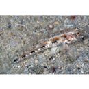 Oplopomus oplopomus (Valenciennes, 1837)