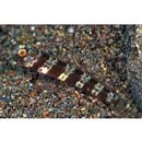 Amblyeleotris periophthalma (Bleeker, 1853)