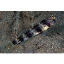 Vanderhorstia papilio Shibukawa et Suzuki, 2004