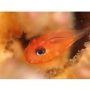 Siphamia jebbi Allen, 1993