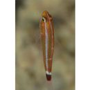 Trimma hollemani Winterbottom, 2016