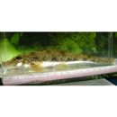 Pseudogobio esocinus (Temminck et Schlegel, 1846)