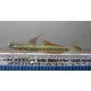 Stiphodon percnopterygionus Watson et Chen, 1998