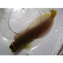 Omobranchus fasciolatoceps (Richardson, 1846)