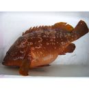 Epinephelus akaara (Temminck et Schlegel, 1842)