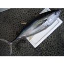 Thunnus albacares (Bonnaterre, 1788)