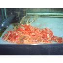 Scorpaenopsis cirrosa (Thunberg, 1793)