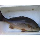 Parapristipoma trilineatum (Thunberg, 1793)