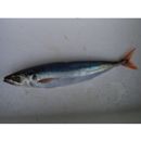 Decapterus tabl Berry, 1968