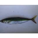 Decapterus muroadsi (Temminck et Schlegel, 1844)